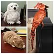 Harry Potter Pet Plush Set